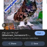 شازده سرور هما کبوتر پیدا شده