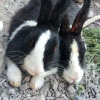 خرگوش|موش و خرگوش|تربتحیدریه, منصوریه|دیوار