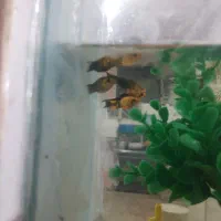 ماهی مولی|ماهی|رفسنجان, |دیوار