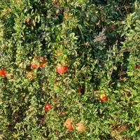 انار درجه یک|عمدهفروشی|کوهنانی, |دیوار