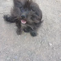 سگ سیاه|حیوانات|قوچان, |دیوار