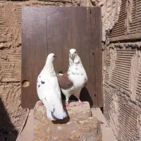 کبوتر ساعت سنگین به ضمانت .|پرنده|اصفهان, حصه جنوبی|دیوار