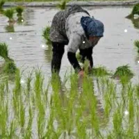 پخش برنج مازندران