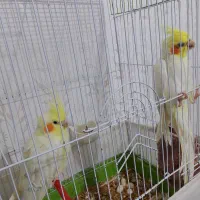 پرنده عروس هلندی