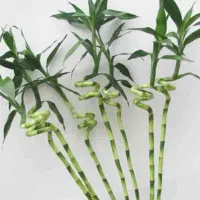 گلکده ی ارکیده ..