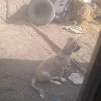 توله سگ سرابی