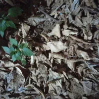 فروش-زمین-کشاورزی-چغادک