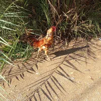 خروس مرغ محلی|حیوانات مزرعه|گتوند, |دیوار