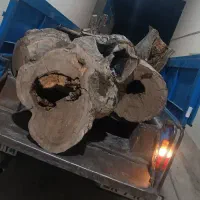 خدمات اره موتوری چوب درختان(بریدن)