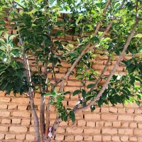 فروش خانه کلنگی
