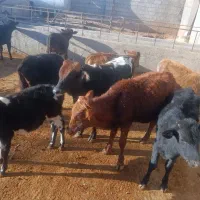 گوساله نر محلی|حیوانات مزرعه|کوهدشت, |دیوار