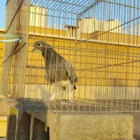 بدرنگ ماده  خرقه 12ماهه آماده جفت|پرنده|اصفهان, عسگریه|دیوار