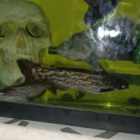 اکواریوم ماهی اسکار  و لوازم|ماهی|چهاردانگه (تهران), |دیوار