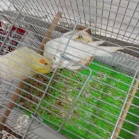 فروش عروس هلندی البینو دستی