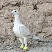 کفتر سار اوقون عتیقه و سار  هفرنگ ،