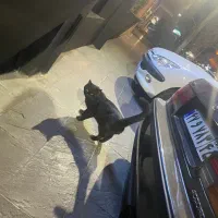 گربه مشکی پیدا شده با قلاده ابی|حیوانات|کرمان, |دیوار