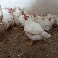 مرغ زنده  267