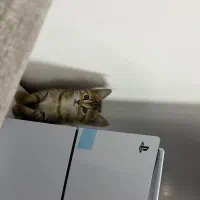 گربه ی پرشین