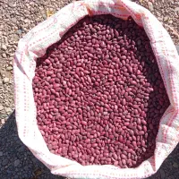 لوبیا قرمز|خوردنی و آشامیدنی|آوج, |دیوار