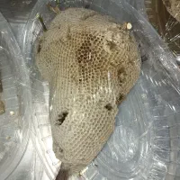 عسل طبیعی|خوردنی و آشامیدنی|اهواز, ۲۴ متری|دیوار