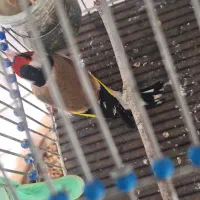 سهره کت بازکن|حیوانات|بروجرد, |دیوار