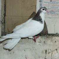 کبوتر رنگی ساده