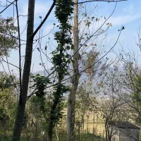 زمین شهربیجار کوکنه بهترین ویو|فروش زمین و ملک کلنگی|رشت, دباغیان|دیوار