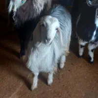 یک بزغاله چاق چاق مناسب برای کشت و داشت