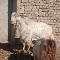 بزغاله نر و زاییده