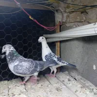 کبوتر جفگاه|پرنده|تربت‌حیدریه, حاجی یار‎|دیوار