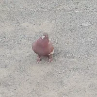 کبوتر نر|پرنده|جزنیک, |دیوار