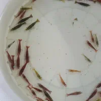 میگو شریمپ|ماهی|زنجان, |دیوار