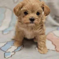 نژاد کوچک خانگی ژورنالی شیتزو و pamerپاممر خرسی و|سگ|تهران, سعادت‌آباد|دیوار