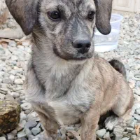 سگ پاکوتاه خانگی