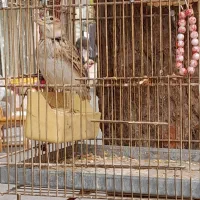 سهره خاکی دهن هزارمست قرص