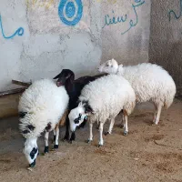 گوسفند میش بره|حیوانات مزرعه|ملکشاهی, |دیوار