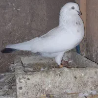 کبوترفروش یامعاوضه