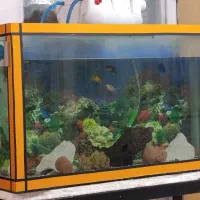 آکواریوم سایز بزرگ پایه دار