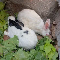 یک جفت خرگوش نر و ماده