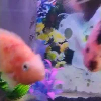 ماهی آکواریومی