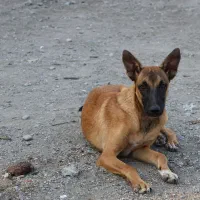 واگذاری سگ مالینیوز|سگ|گرگان, |دیوار