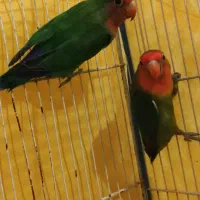 دوعددطوطی  کوتوله بجستان|پرنده|بجستان, |دیوار