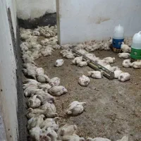 مرغ گوشتی سبز کاملا ارگانیک و طبیعی|حیوانات مزرعه|اندیمشک, |دیوار