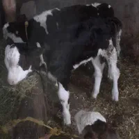 گوساله مونت شیر ی ماده