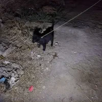 توله نر نسل افغان