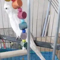 معاوضه.فروش عروس آلبینونربادوتاجوجه لوتینووکوتوله