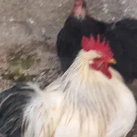 مرغو خروس و دو عدد خرگوش