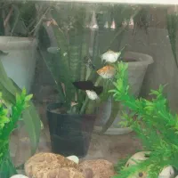 ماهی|ماهی|فسا, |دیوار