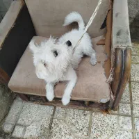 توله سگ شیتزو