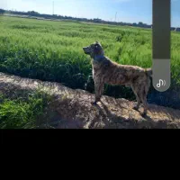 گمشده سگ